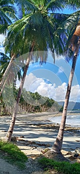 Coconuts beach, tropical nature and sea, Philippines