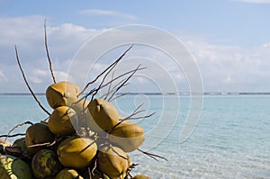 Coconuts, Boca Chica beach, Dominican republic, Caribbean