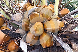 Coconuts brown on tree coconut palm, brown king coconut young in garden plantation, coconut yellow brown color fruit in nature