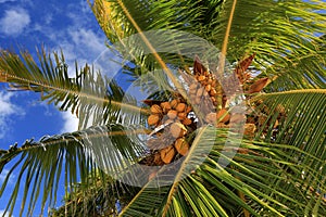 Coconuts, Christmas Island, Kiribati