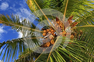Coconuts, Christmas Island, Kiribati photo