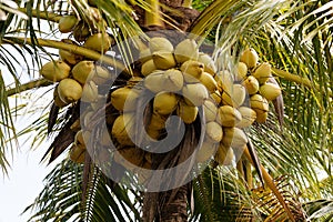 Coconuts on a coconut palm