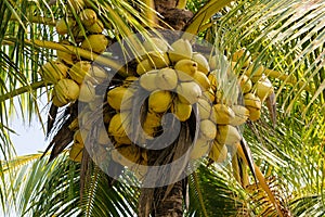 Coconuts on a coconut palm