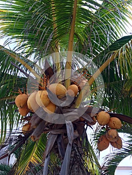 Coconuts