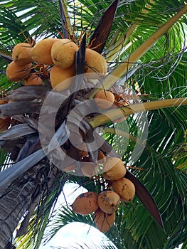 Coconuts