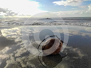 Coconuts that drifted and washed ashore on the coast of Bulukumba, Indonesia