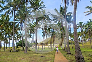 Coconuts in Easter Island, Chile