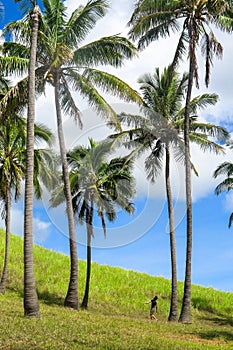 Coconuts in Easter Island, Chile