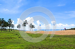 Coconuts in Easter Island, Chile photo