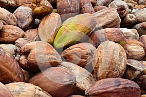 Coconuts, with external skin