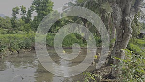 coconuts fall into dirty water in rice fields, HDR10 Video Footage