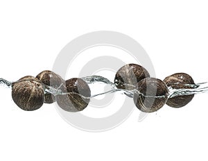 Palm branches and coconuts in water on a white background