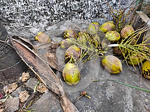 Coconuts on the floor after plucking from the tree