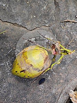 Coconuts on the floor after plucking from the tree