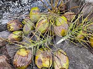 Coconuts on the floor after plucking from the tree