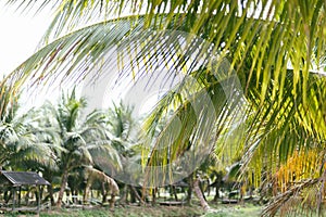 Coconuts garden in Thailand