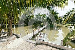 Coconuts garden in Thailand