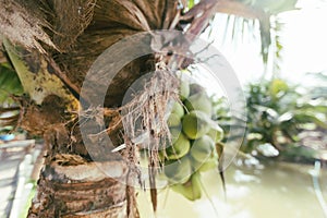 Coconuts garden in Thailand