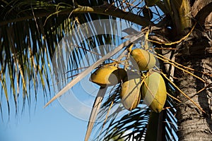 Coconuts groing on palm tree