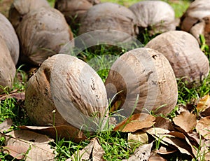 Coconuts on the ground