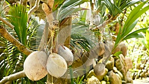 Coconuts growing as decoration in garden. Exotic tropical coconuts hanging on palms with green leaves lit by sun. Way to