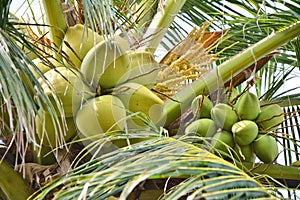 Coconuts growing on palm