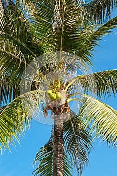 Coconuts hang on a palm tree against a blue sky
