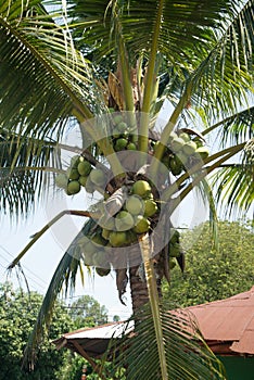 Coconuts hanging from a fertile coconut tree.
