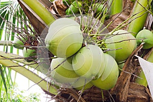 Coconuts Hanging on Palm Tree