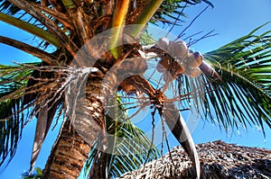 Coconuts hanging in tropical palm tree