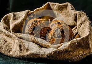 Coconuts, naturally burlap and fresh from the tree photo