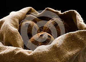 Coconuts, naturally burlap and fresh from the tree photo