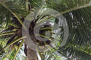 Coconuts on a palm