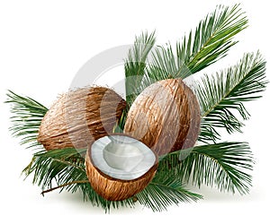 Coconuts on a palm leaves