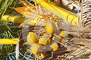 Coconuts on Palm Tree