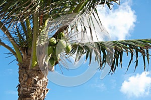 Coconuts and Palm Tree