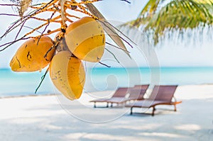 Coconuts on palm tree against tropical sand beach