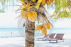 Coconuts on a palm tree against tropical white sandy beach