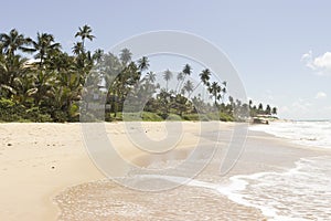 Coconuts palm tree - Coqueirinho beach, Conde PB, Brazil