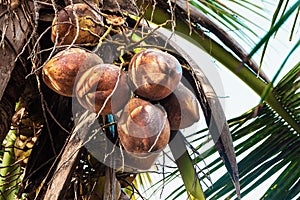 Coconuts on a palm tree in the morning light close-up