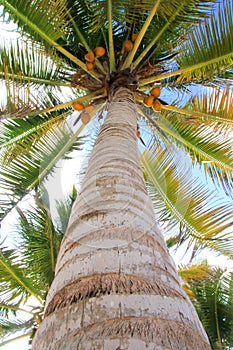 Coconuts palm tree perspective view from floor