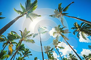 Coconuts palm tree perspective view, exotic background