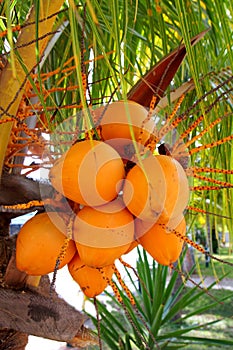 Coconuts in palm tree ripe yellow fruit