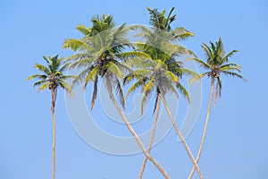 Coconuts palm tree in Sri Lanka