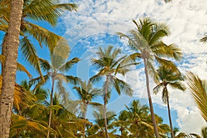 Coconuts palm trees perspective view from floor high up