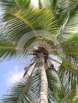 Coconuts palmtree.. Domenican Republic.. Punta Cana photo