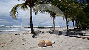 Coconuts and palmtrees