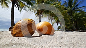 Coconuts and palmtrees
