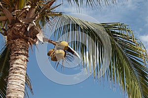 Coconuts in the plamtrees blue sky