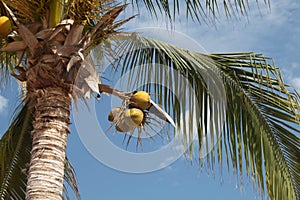 Coconuts in the plamtrees photo